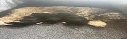 Cockapoo dogs for sale: Beautiful F2 cockapoo sable pups in Caernarfon - Advert 8