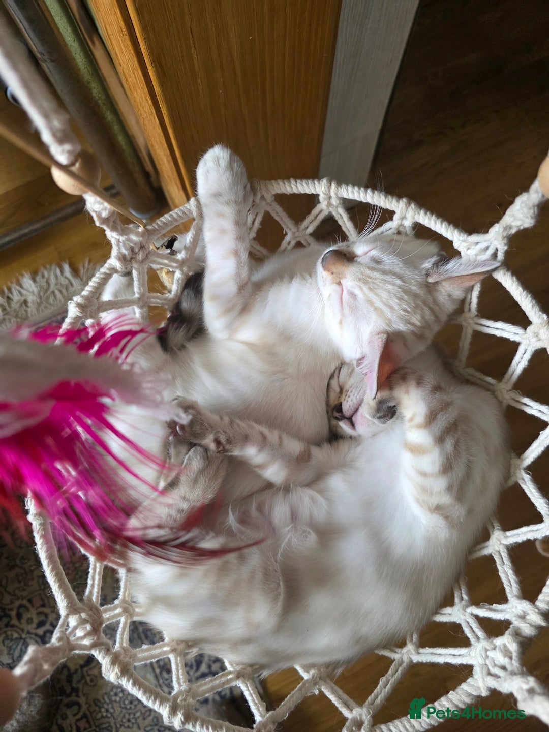 Bengal cats for sale: SNOW LYNX BENGAL KITTENS  - Image 8