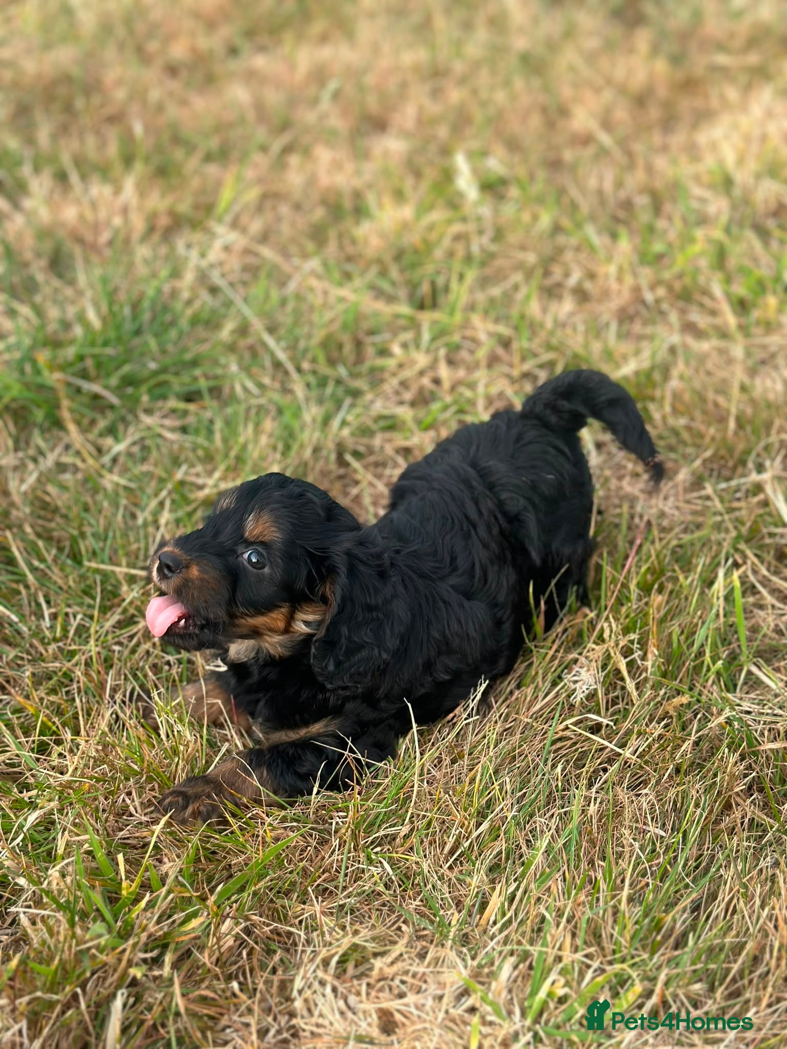 Cockapoo dogs Stunning litter of cockapoo puppies Ready Now  - Advert 5