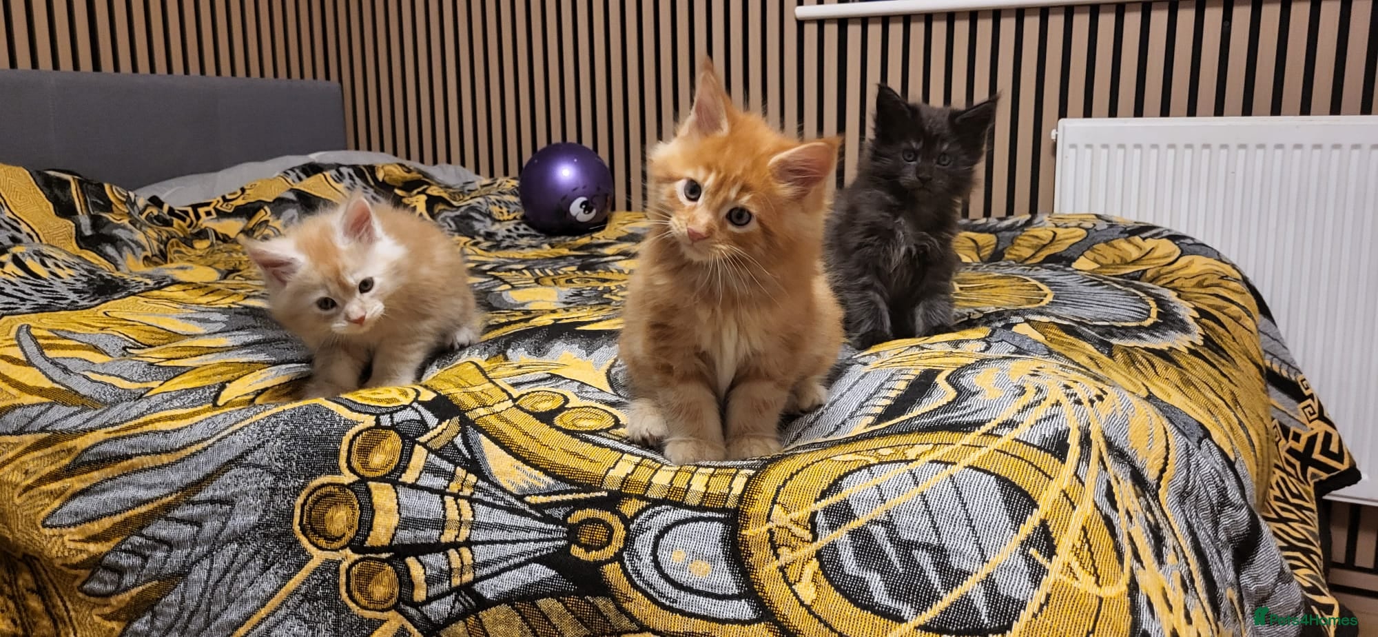 Maine Coon cats Gccf Pedigree Maine Coon kittens - Advert 11