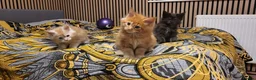 Maine Coon cats for sale: Gccf Pedigree Maine Coon kittens in Yeovil - Advert 1