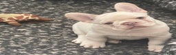 French Bulldog dogs for sale: KC REGISTERED QUALITY FRENCH BULLDOG PUPPIES  - Advert 32