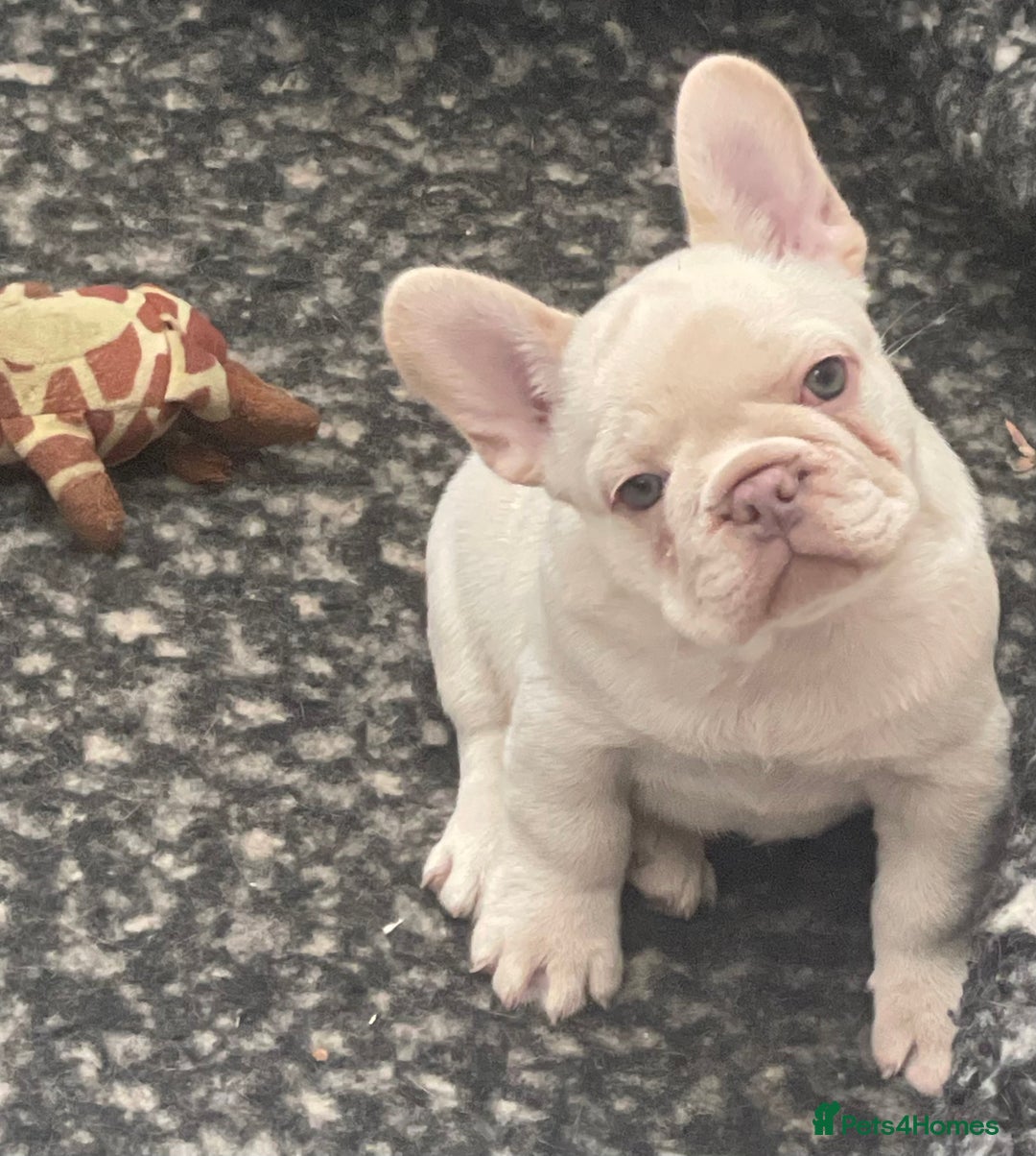 French Bulldog dogs for sale: KC REGISTERED QUALITY FRENCH BULLDOG PUPPIES  - Advert 32