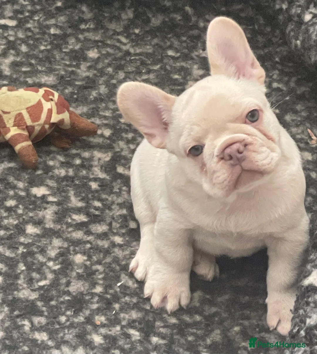 French Bulldog dogs for sale: KC REGISTERED QUALITY FRENCH BULLDOG PUPPIES  - Advert 32