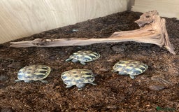 Tortoise reptiles for sale: Hermanns Tortoise hatchlings  - Image 1
