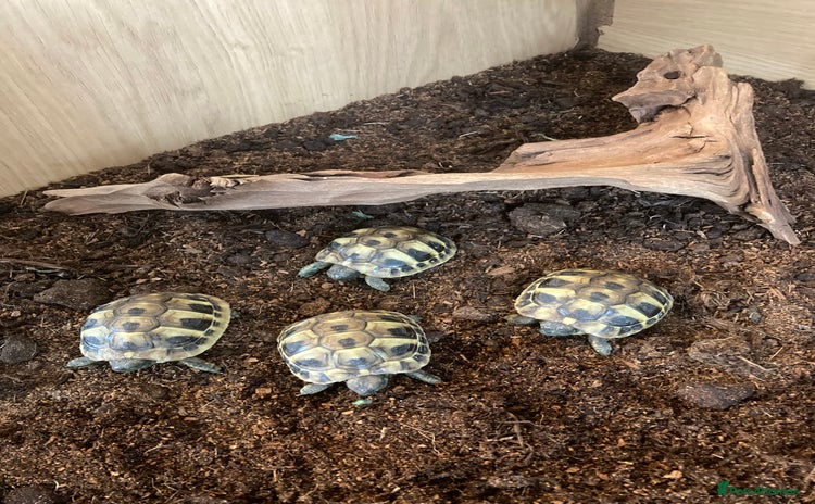 Tortoise reptiles - Advert 1