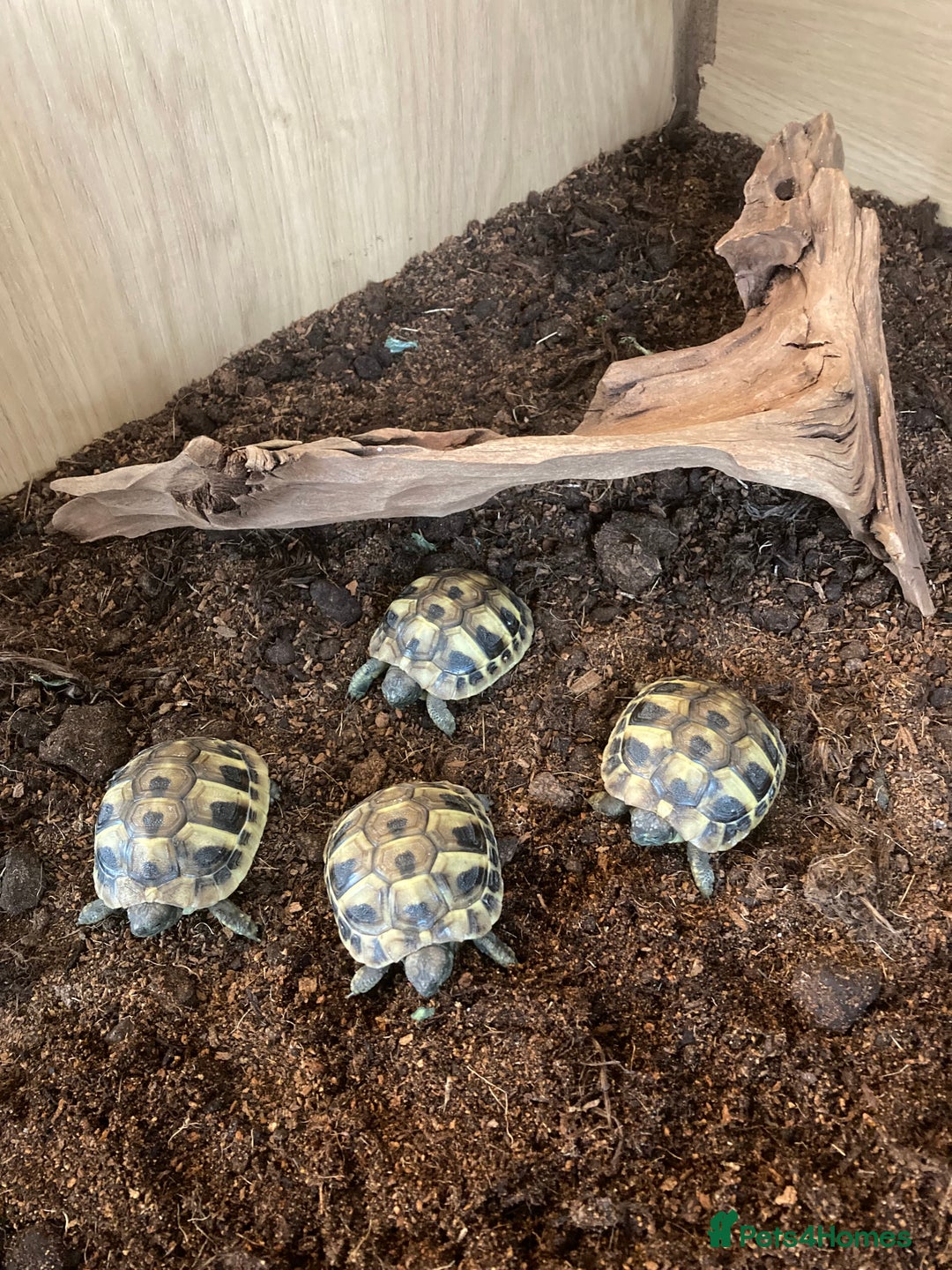 Tortoise reptiles for sale: Hermanns Tortoise hatchlings  - Image 1