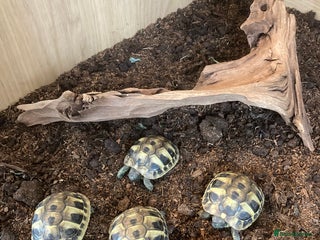 Tortoise reptiles - Advert 5
