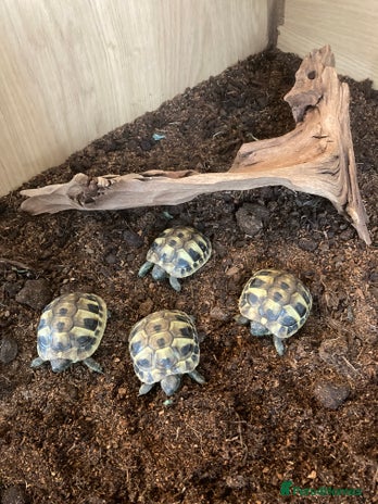 Tortoise reptiles - Advert 2