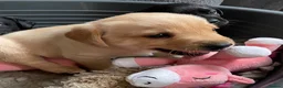 Labrador Retriever dogs for sale: Fox red and black puppies  - Advert 7
