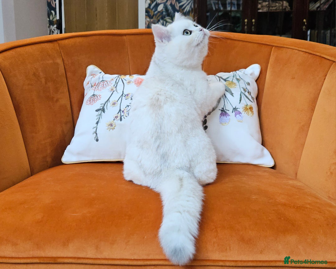 Scottish Fold cats for sale: Excellent Scottish straight kittens  - Image 22