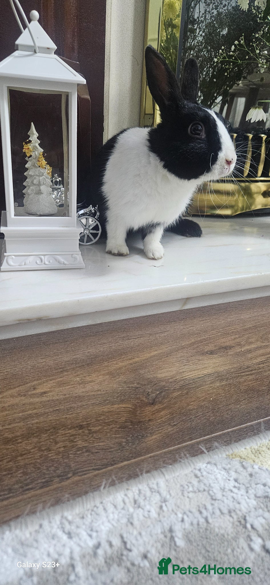 Dutch rabbits Dutch and Rex  - Advert 1