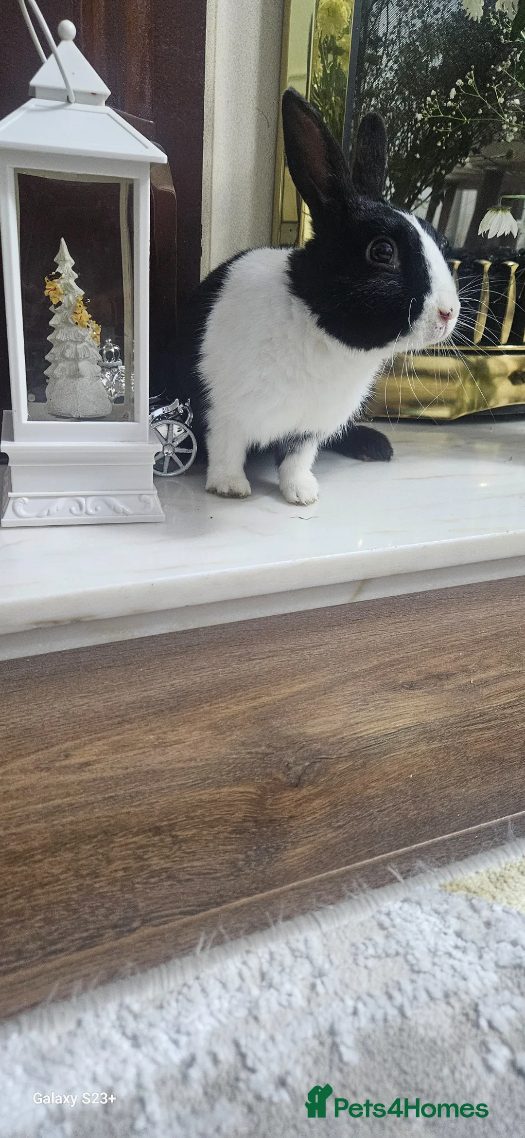 Dutch rabbits for sale: Dutch and Rex  - Advert 1