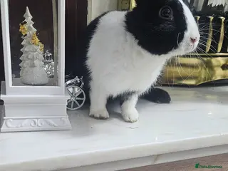 Dutch rabbits Dutch and Rex - Advert 1