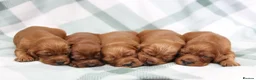 Irish Setter dogs for sale: Confident loving Irish Setter puppies  - Advert 3