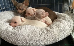 Chihuahua dogs for sale: Absolutely stunning chihuahua puppies  - Image 15