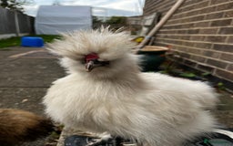 Chickens poultry for sale: USA Silkie Male - Image 3