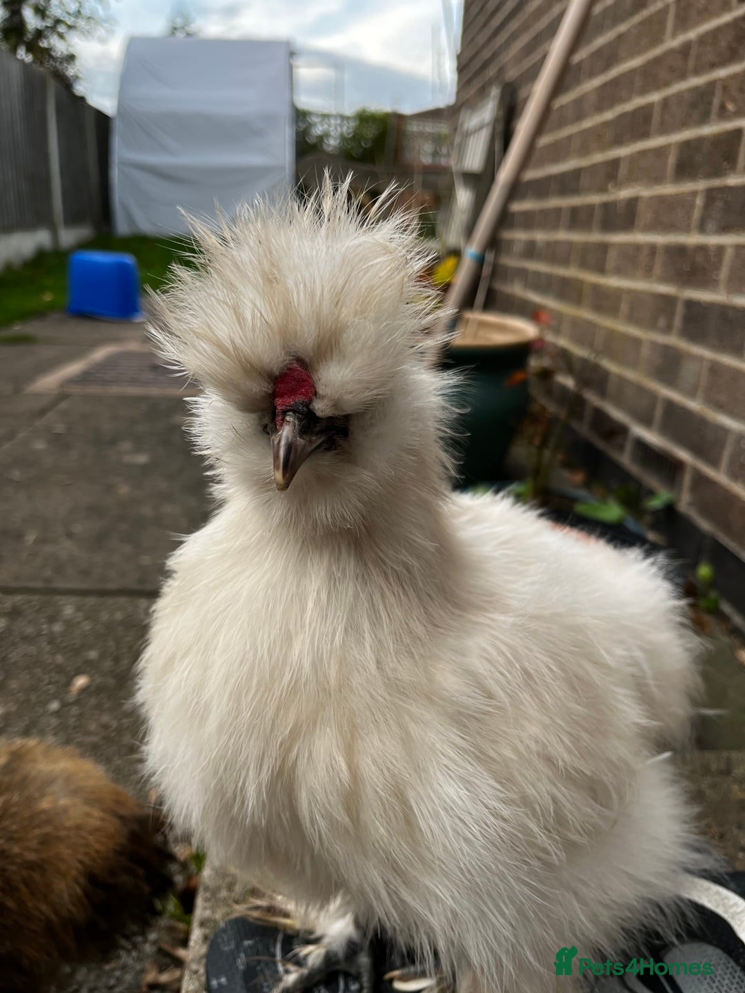 Chickens poultry for sale: USA Silkie Male - Image 3