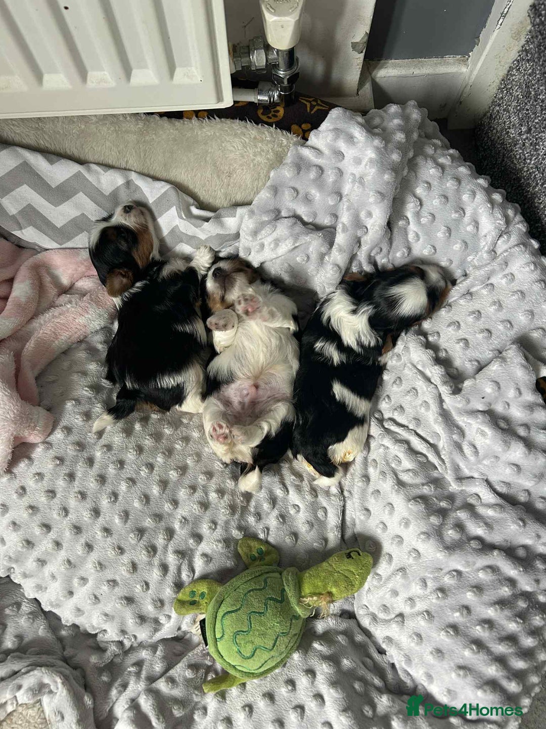 Biewer Terrier dogs for sale: Biewer terrier puppies  - Image 3