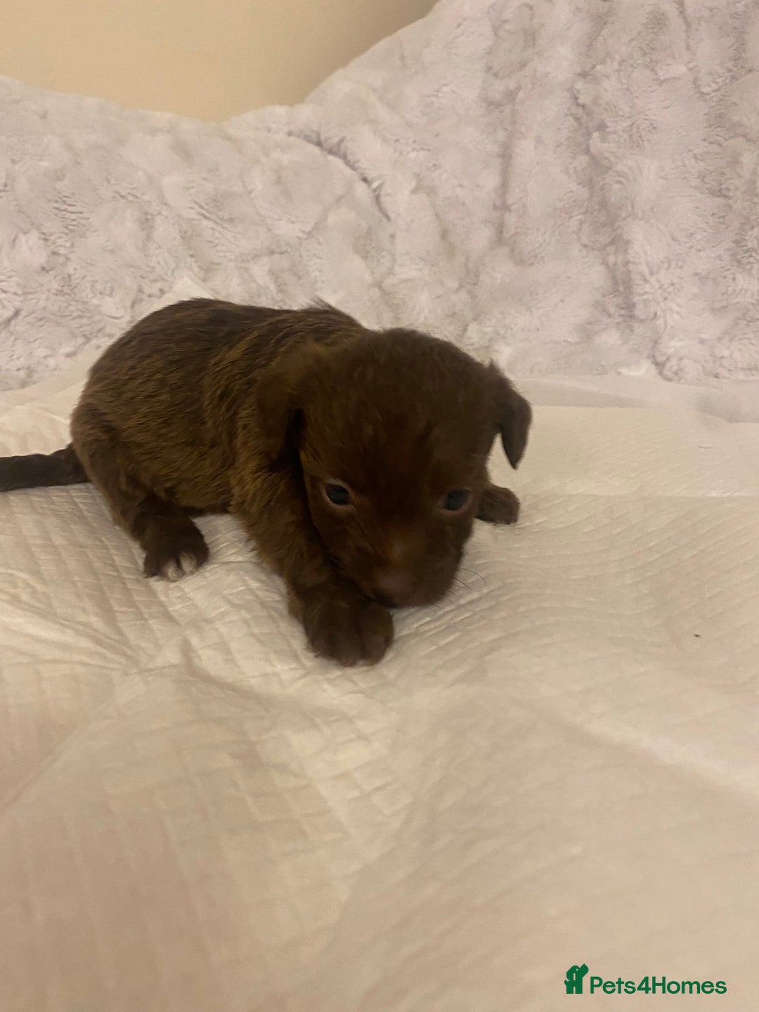 Jackapoo dogs for sale: Jackapoo puppies  - Advert 11