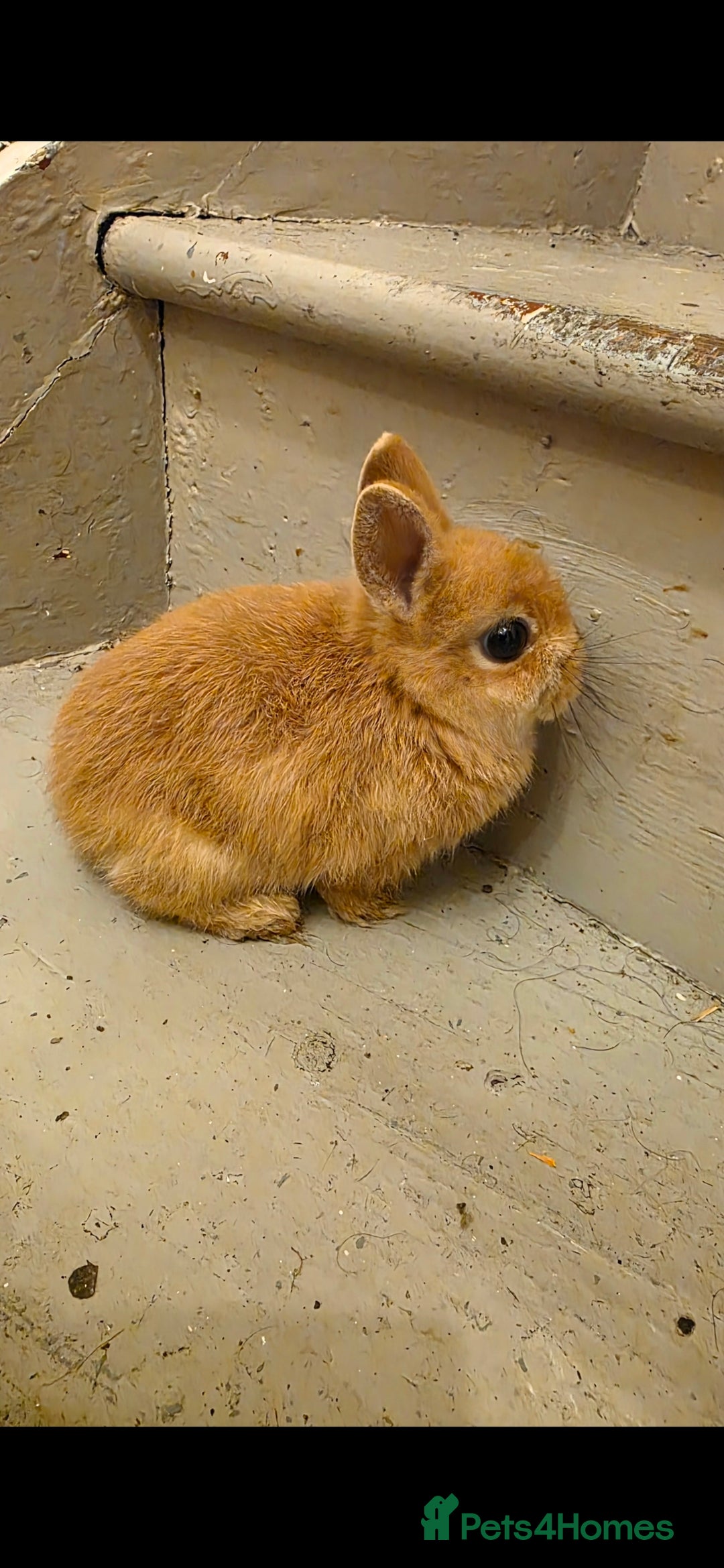 Netherland Dwarf rabbits for sale: Beautiful Bonded Pair of Netherland dwarf Bunnies  - Advert 4