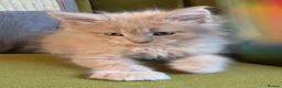 Maine Coon cats for sale: Maine Coon Kittens can be TICA reg  in Dorking - Advert 8
