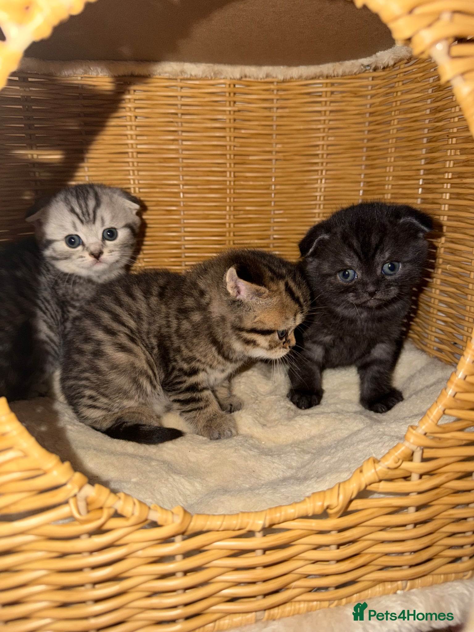 Scottish Fold cats Scottish fold black smoke kitten  - Advert 10