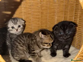 Scottish Fold cats Scottish fold black smoke kitten - Advert 10