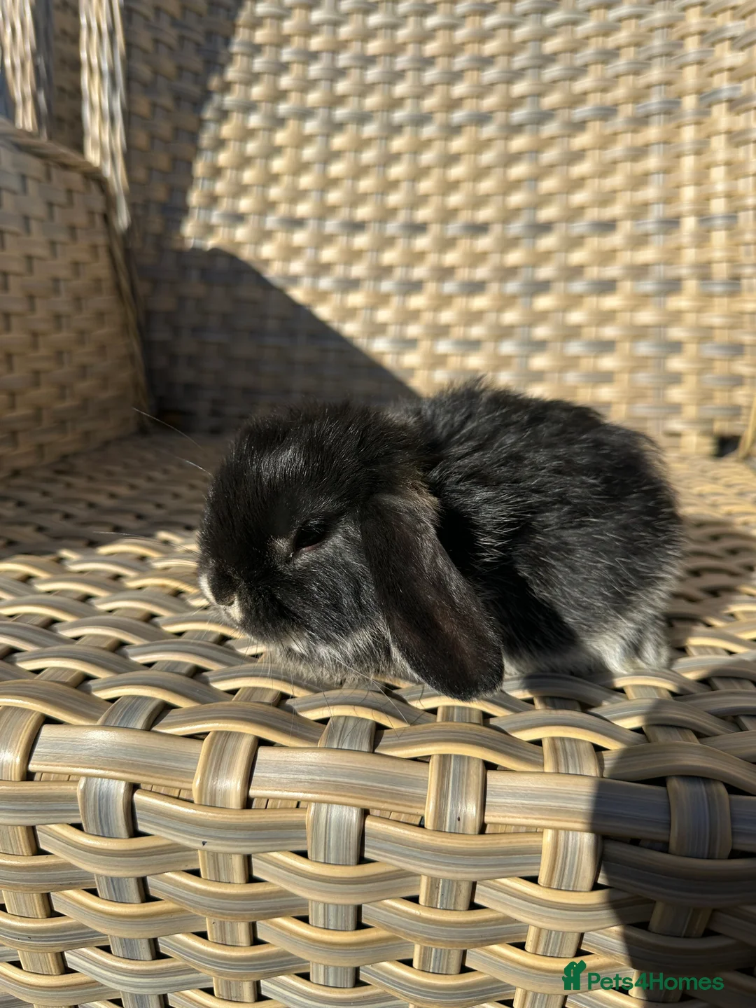Mini Lop rabbits for sale: 4 handsome male mini lop baby brothers. - Advert 10