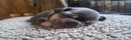 French Bulldog dogs for sale: French bulldog puppies  - Advert 6