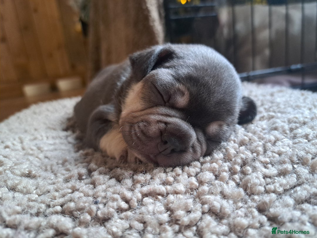 French Bulldog dogs for sale: French bulldog puppies  - Advert 6