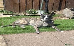 Mixed Breed dogs for sale: Lovely lady looking for good home - Image 11