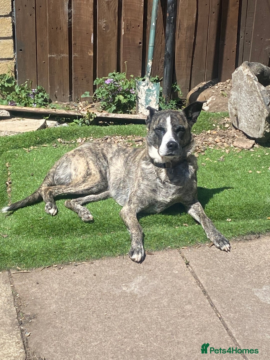 Mixed Breed dogs for sale: Lovely lady looking for good home - Image 11