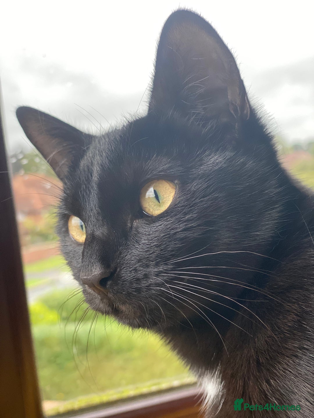 Domestic Shorthair cats for adoption: Loving goofball Toast is looking for a new home - Advert 3