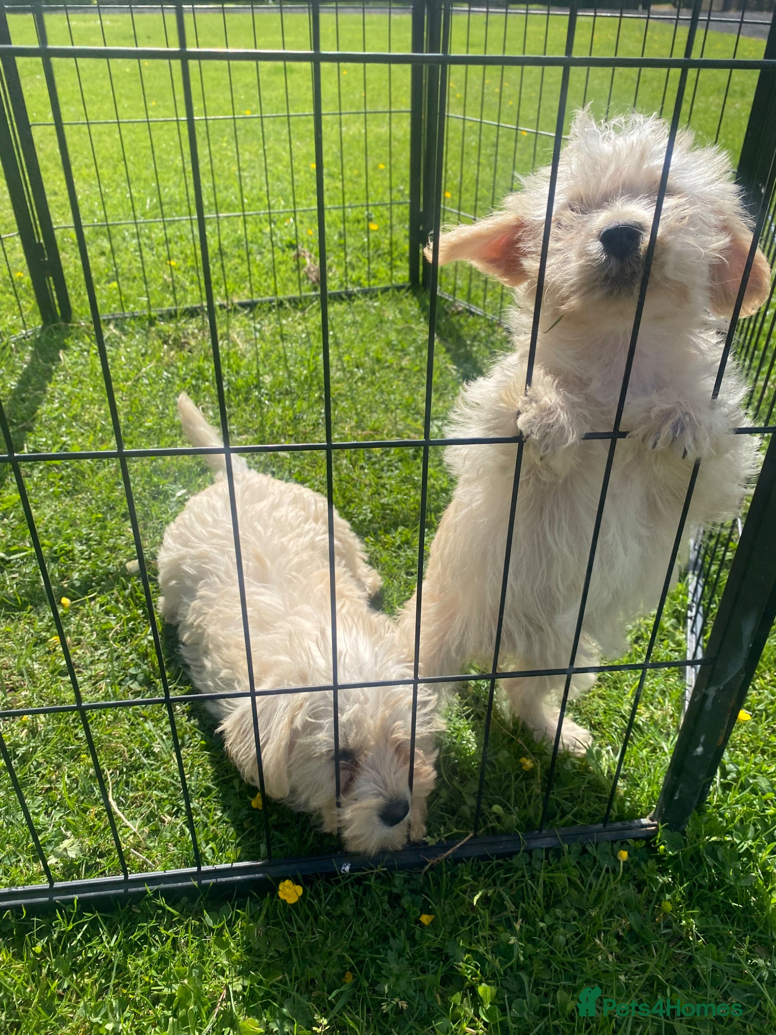 Westiepoo dogs Westypoos - Advert 1