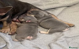 French Bulldog dogs for sale: 💙 French bulldog pups kc reg lilac and tan   - Image 1
