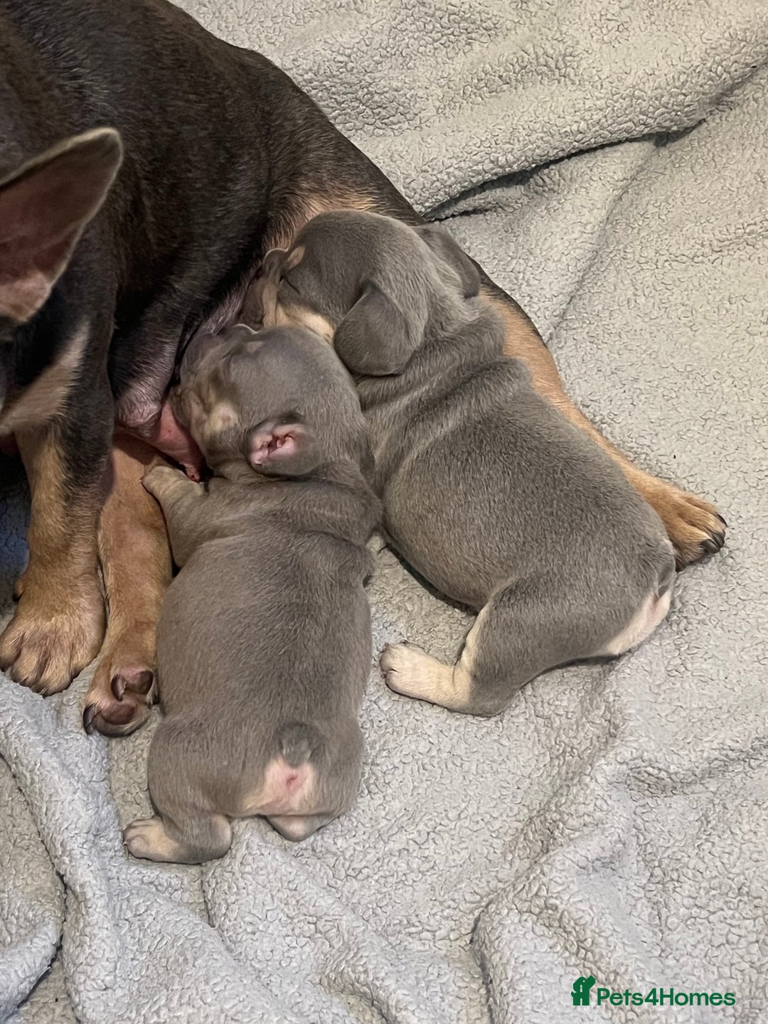 French Bulldog dogs for sale: 💙 French bulldog pups kc reg lilac and tan   - Image 1