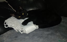 Mixed Breed cats for sale: 2  kittens  - Advert 2