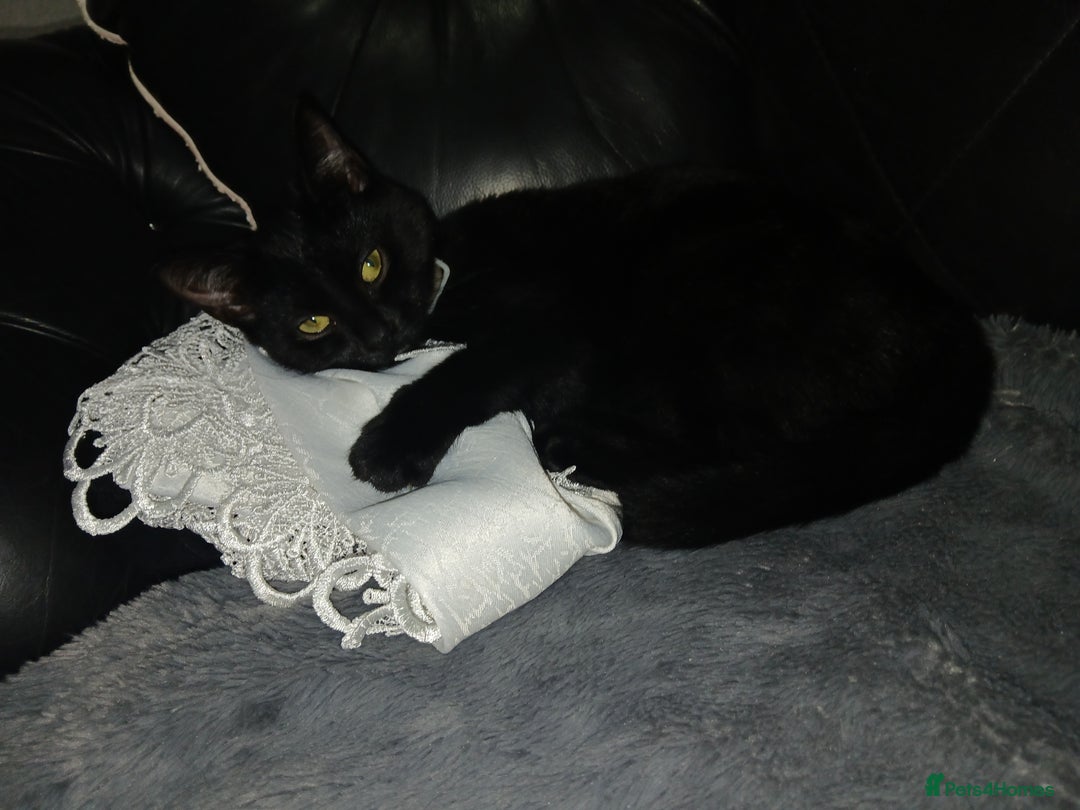 Mixed Breed cats for sale: 2  kittens  - Advert 2