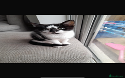 Domestic Shorthair cats for sale: 2 female kittens  - Image 3