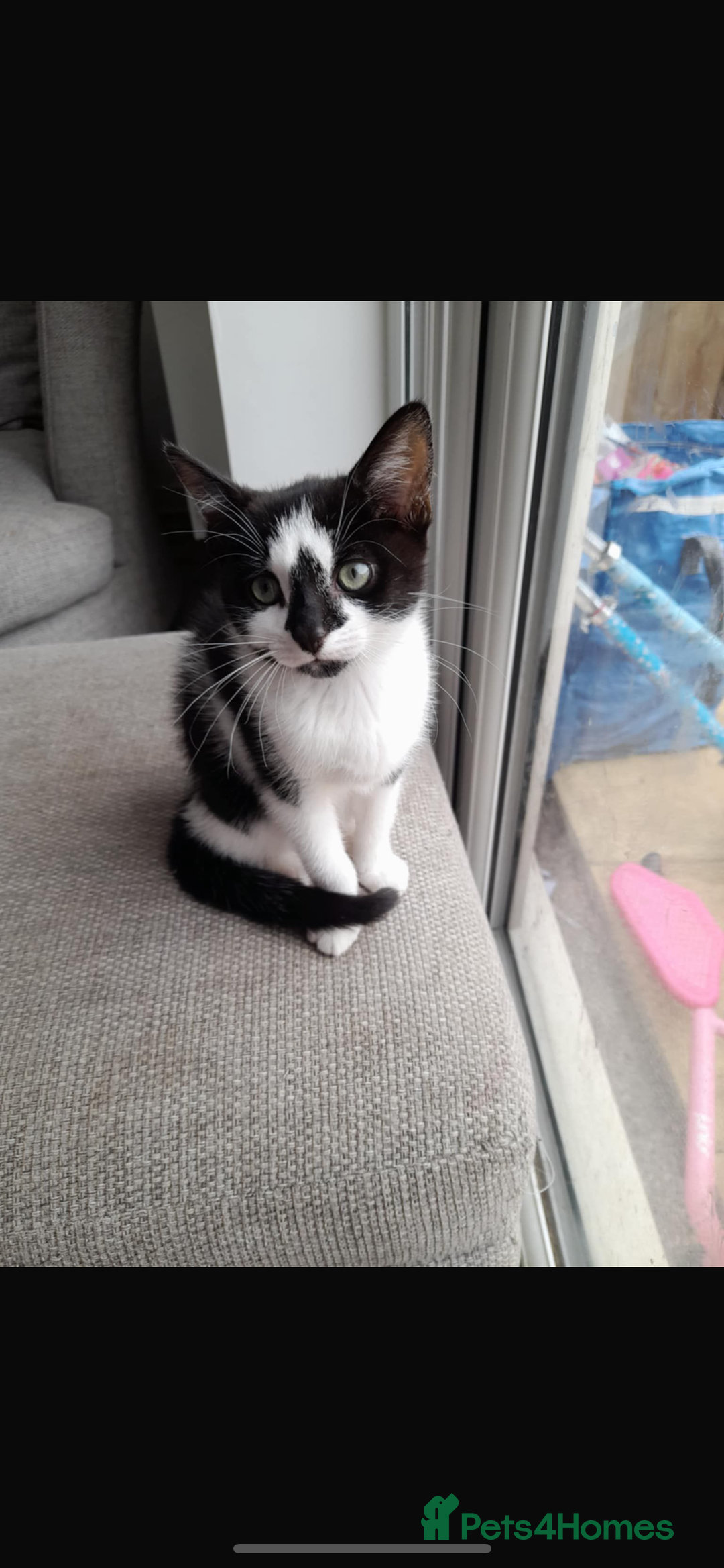 Domestic Shorthair cats for sale: 2 female kittens  - Image 3