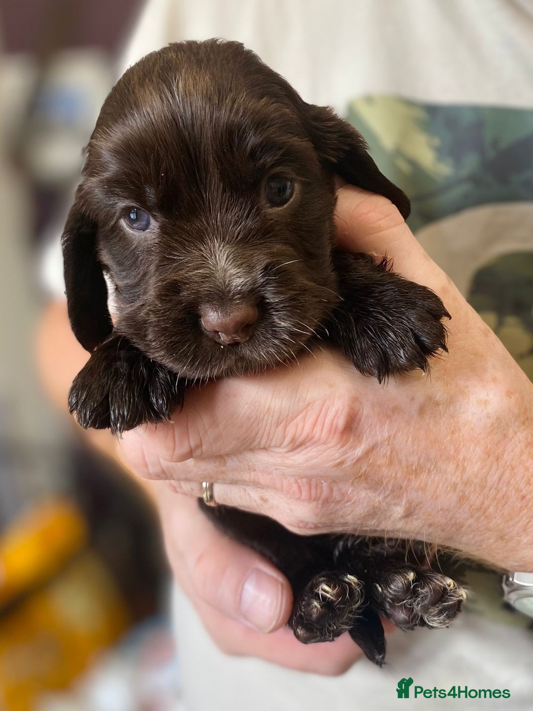 Cocker Spaniel dogs for sale: KC Reg Cocker Spaniels ready next week! Choc/black - Image 17