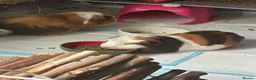 Guinea Pig rodents for sale: 2 female Guinea Pigs in Glasgow - Advert 4