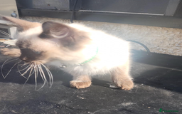 Ragdoll cats for sale: PURE BREED RAGDOLL KITTERNS - Image 12