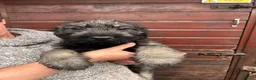 Giant Schnauzer dogs for sale: Fully vaccinated giant schnauzer puppies P/S - Advert 2