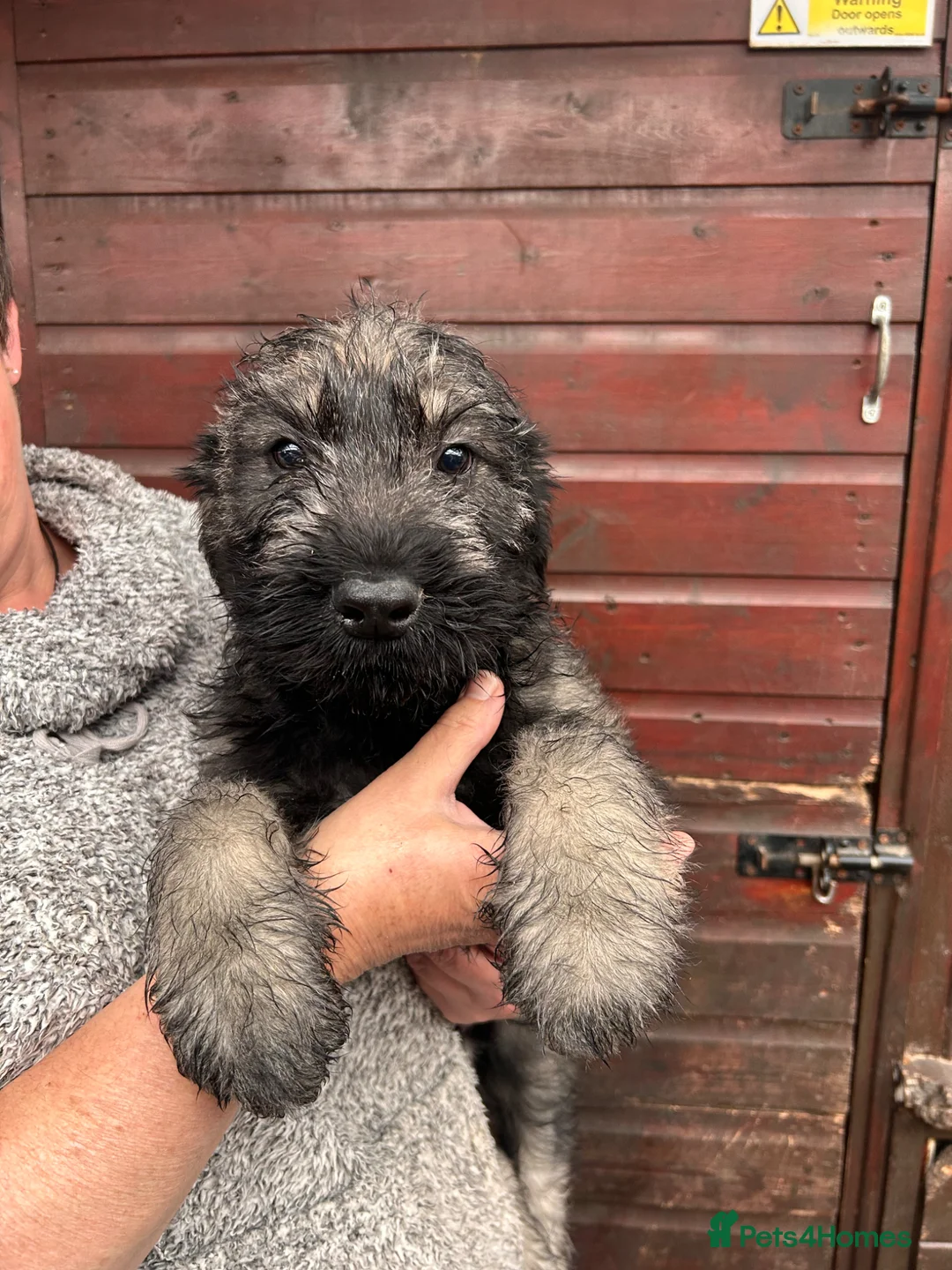 Giant Schnauzer dogs for sale: Fully vaccinated giant schnauzer puppies P/S - Advert 2