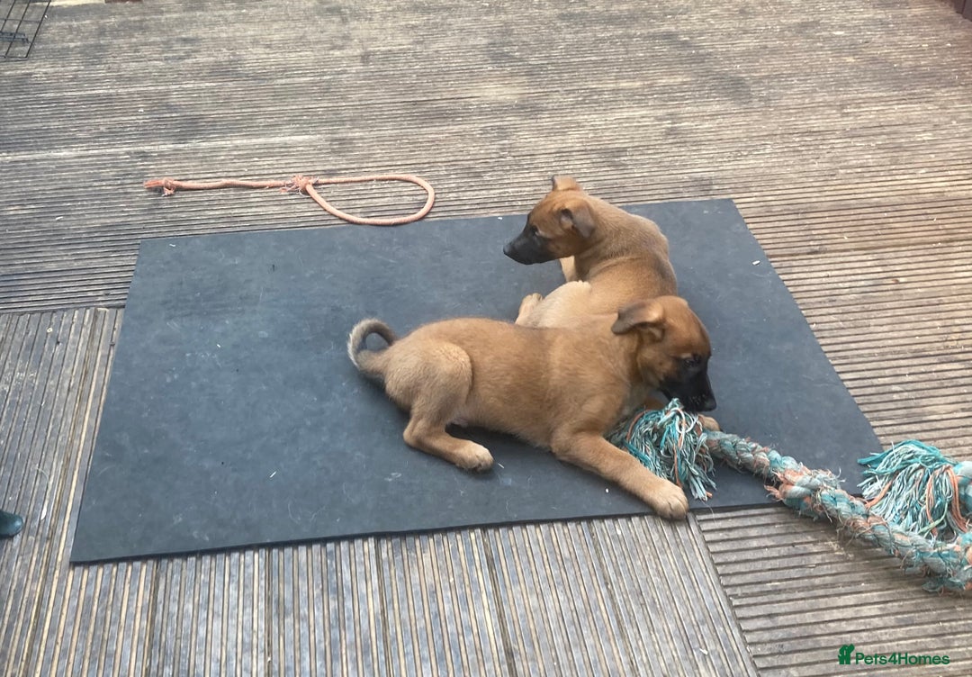 Mixed Breed dogs for sale: Belgian Shepherd Malinois x German Shepherd  - Image 2