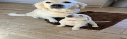 Golden Retriever dogs for sale: Kc beautiful girl  - Advert 17