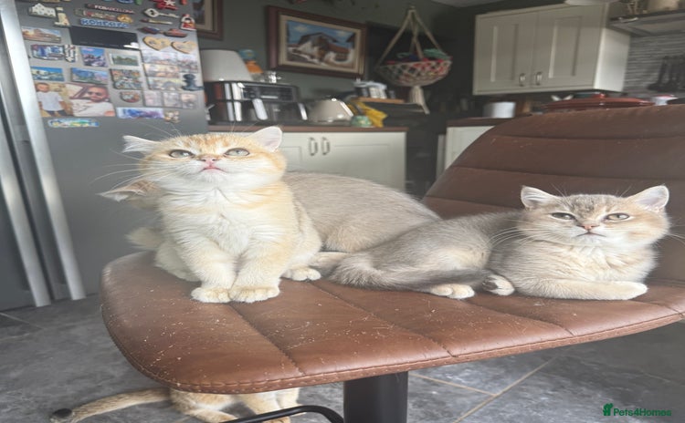 British Shorthair cats - Advert 1