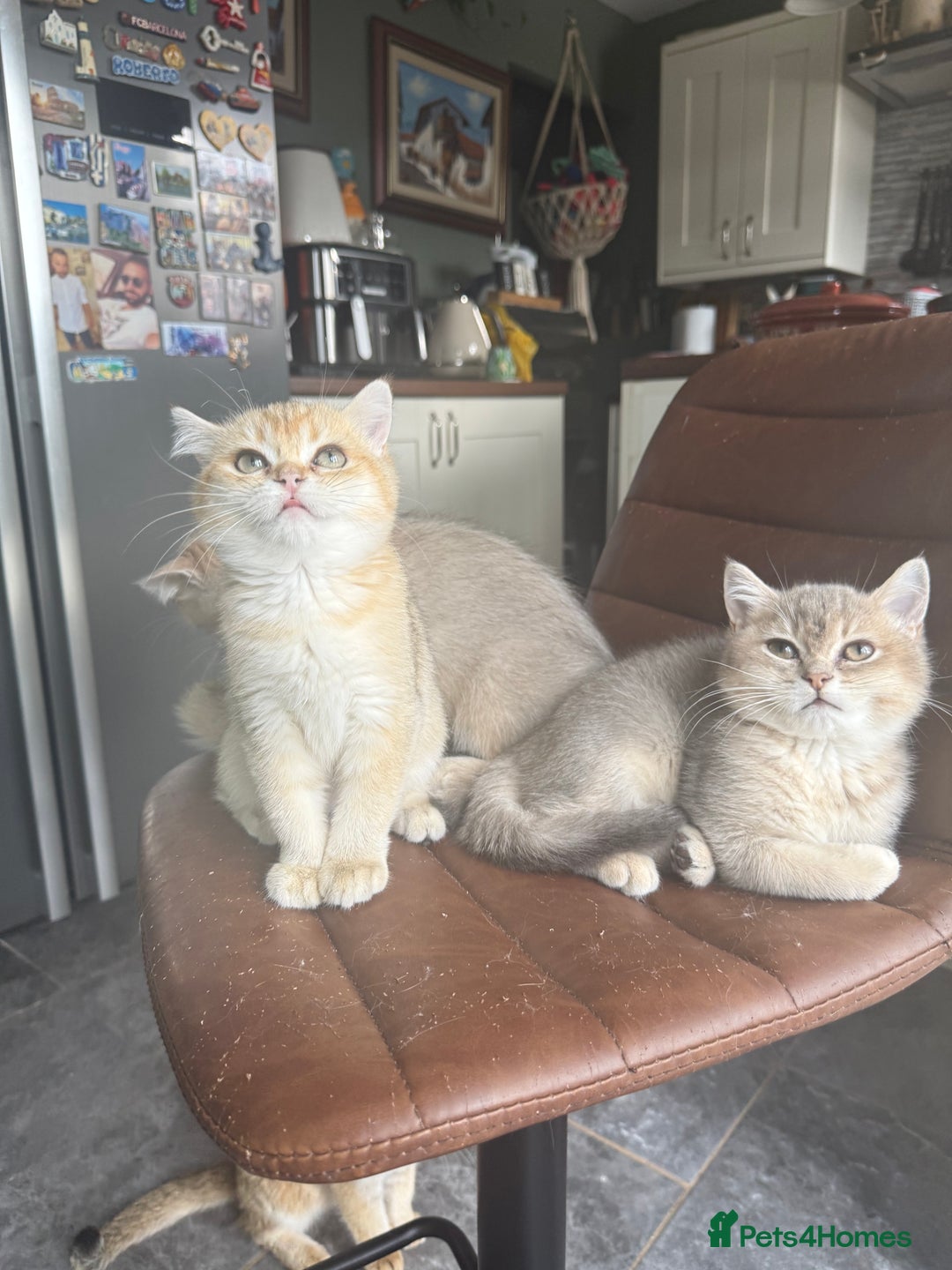 British Shorthair cats for sale: Top quality Champion Gccf british shorthair - Image 2